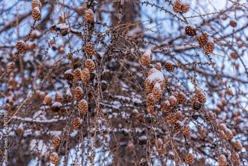 branch of a pine tree with lots of pine cones in winter