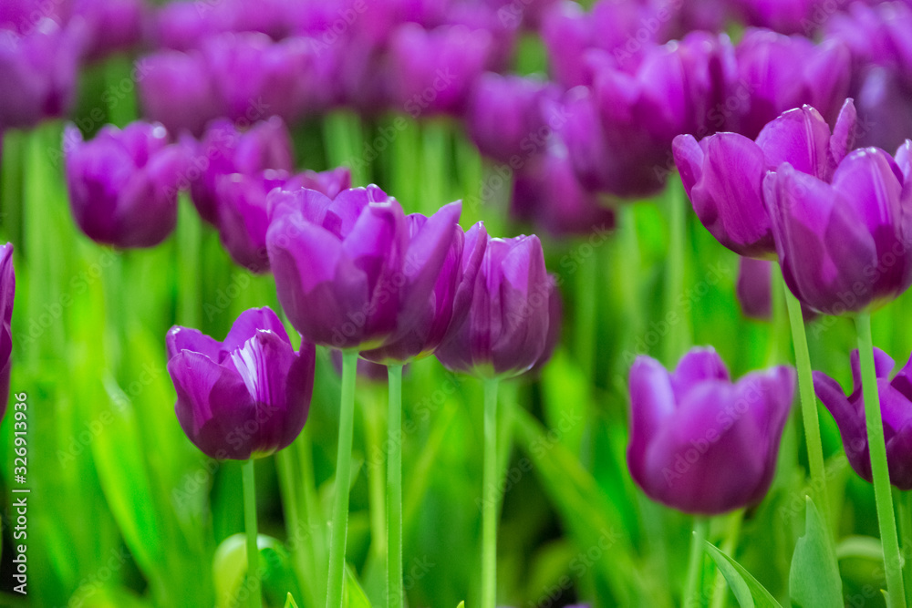 Violet Tulip flowers selective focus with green background