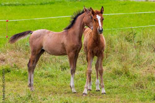 Photo Two beautiful foals playing in green meadow. Horse offspring