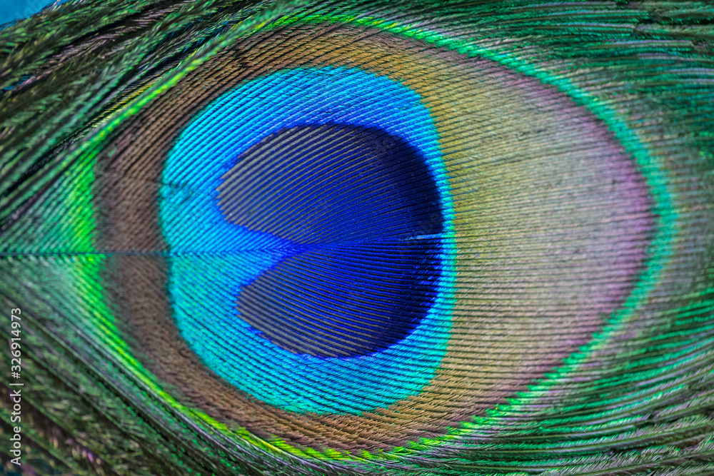 Obraz premium Close up Peacock feathers