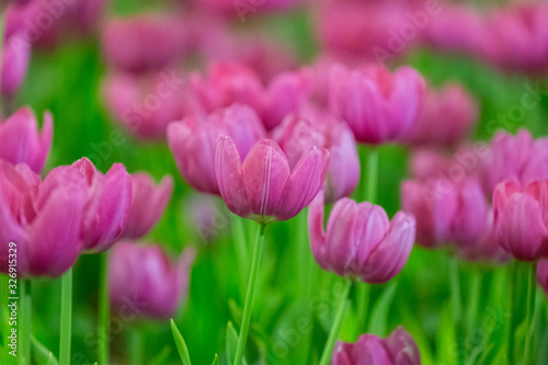 Fototapeta Naklejka Na Ścianę i Meble -  Tulip flowers selective focus with green background