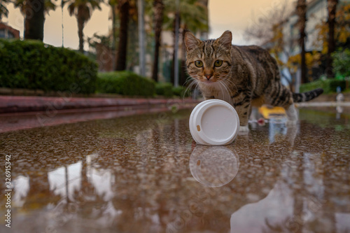 Katze mit Kaffebecher. photo