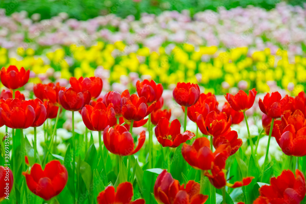 Fototapeta premium Colorful tulip flower