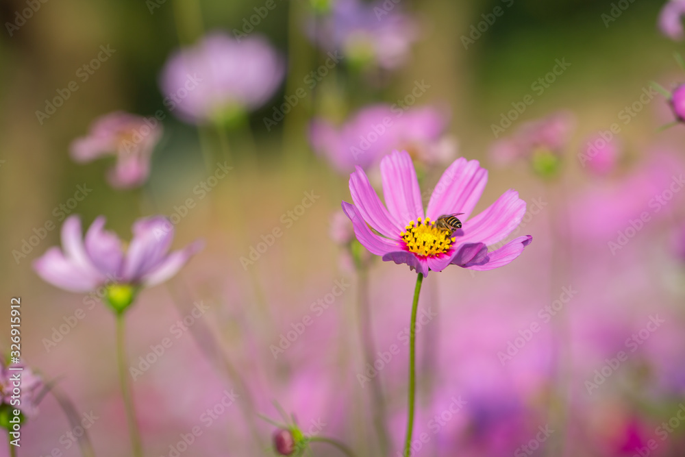 Colorful Pink and red cosmos flowers in the garden