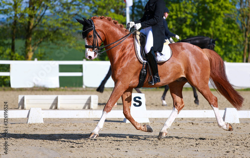 A dressage horse with rider during a class M test in the gait trot levitation phase. The horse is a fox with a broad pallor and three white fetters, based on the bit on the vertical..