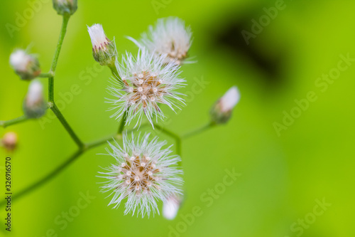 Dandelion with flying seeds on green nature