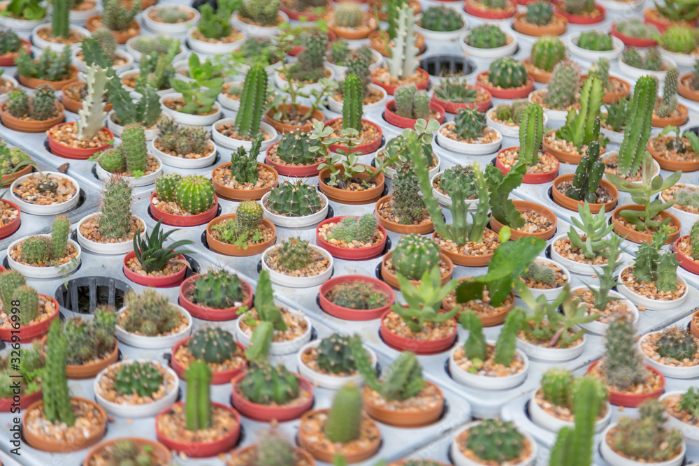 Fototapeta premium Row of mini variety type cactus plant in the pot