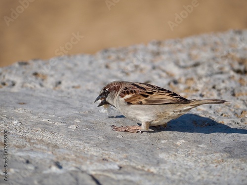 Macro of a single house sparrow bird