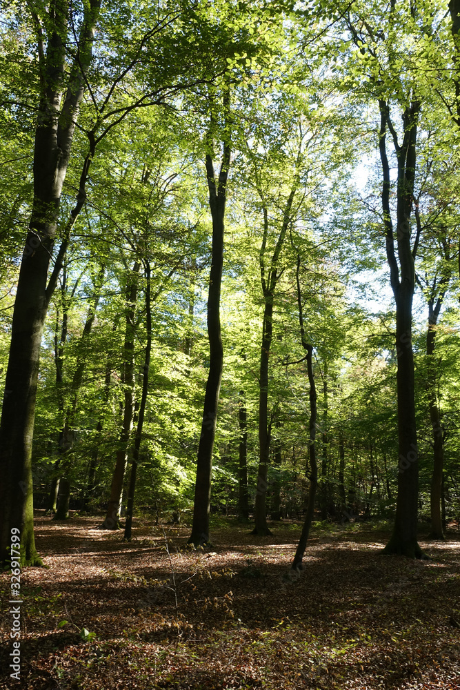Buchenwald Buchenwald