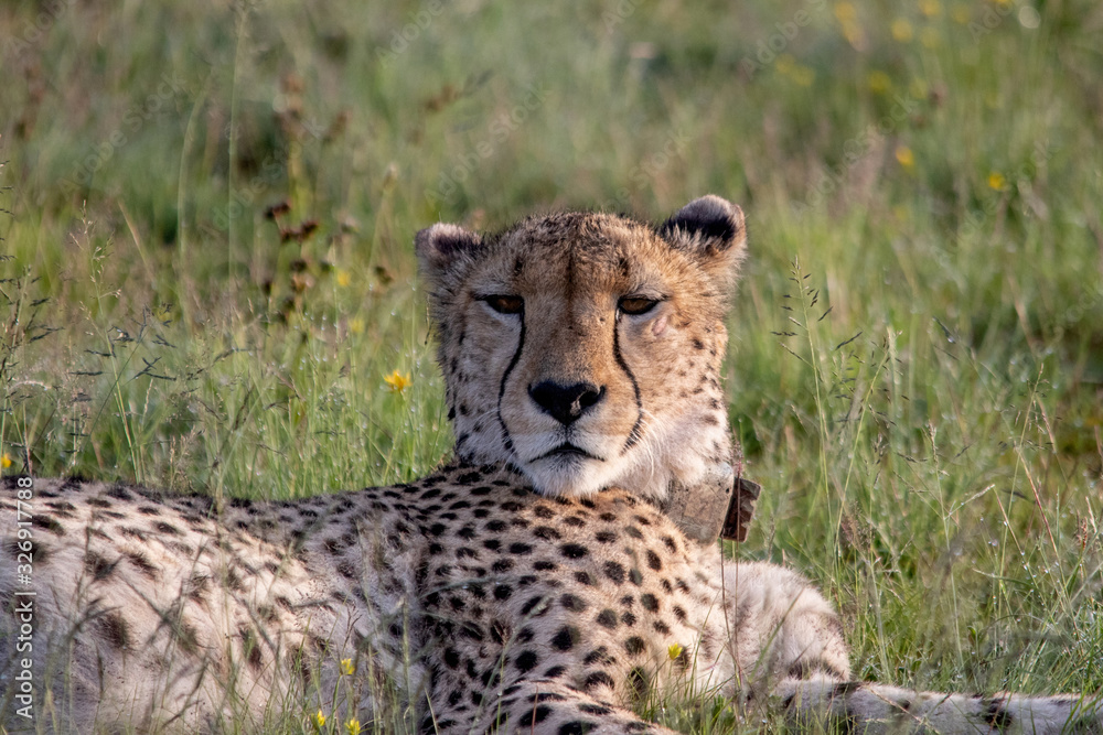 Cheetah Cheetah
