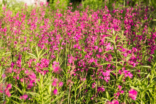 Pink and purple wild flowers in the village. © HENADZI BUKA