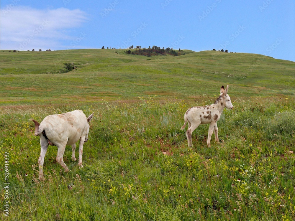 Wide shot of a meadow with a white horse and its foal in South Dakota.
