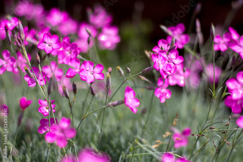 Pink and purple wild flowers in the village.