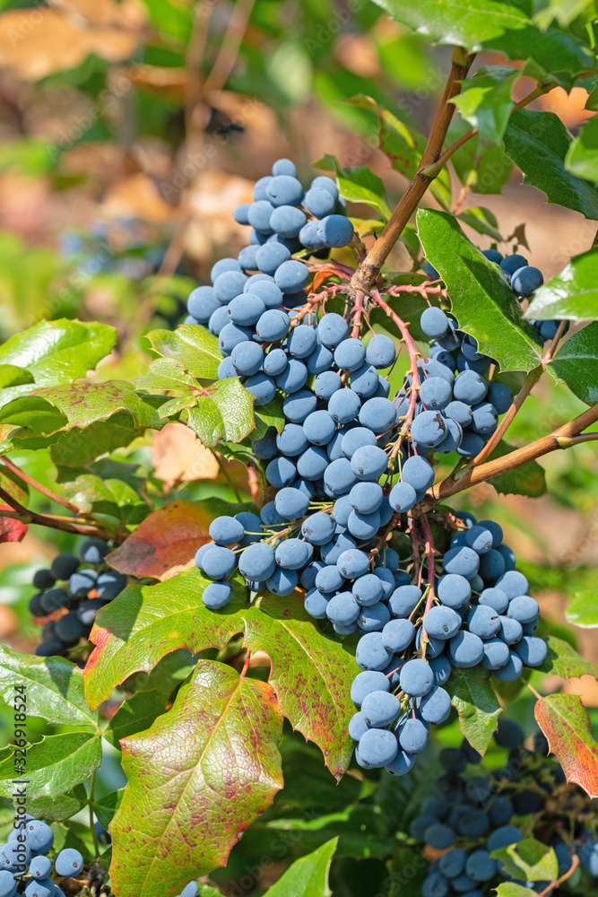 Fototapeta premium Reife Früchte der Mahonie, Mahonia, im Herbst