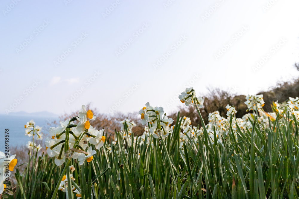 Obraz premium スイセンとそら