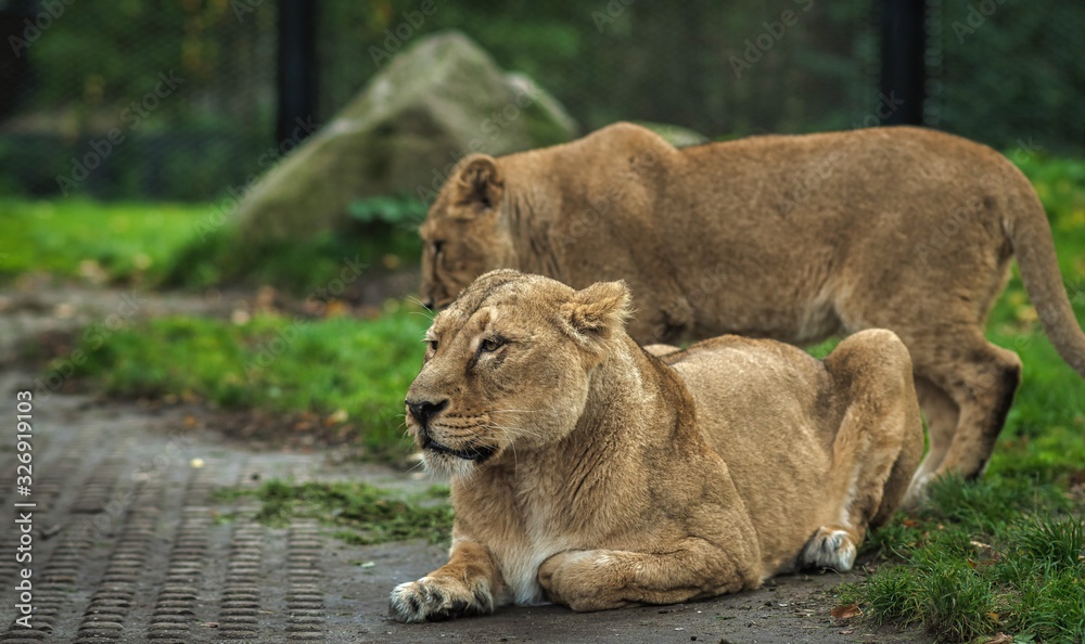 the lion and lioness are playing rolling around on the grass the lion and lioness are playing rolling around on the grass
