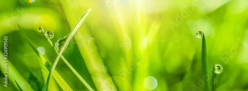 Obraz  z motywem Macro with soft focus rain dew drops on a green grass leaves in sun light panorama. Nature background closeup. Spring floral greeting card template. Artistic toned image. Pastel golden toned