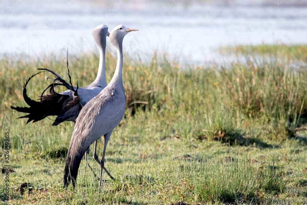 Obraz premium Blue Crane