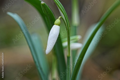 one white snowdrop flower on a green stalk with long leaves outdoors in a park