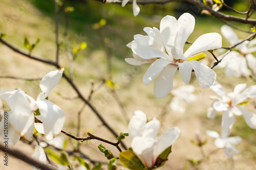 spring blooming magnolia tree flowers