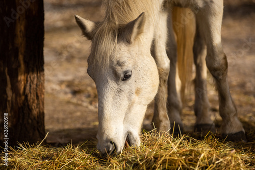 Close up of white horse eating hay