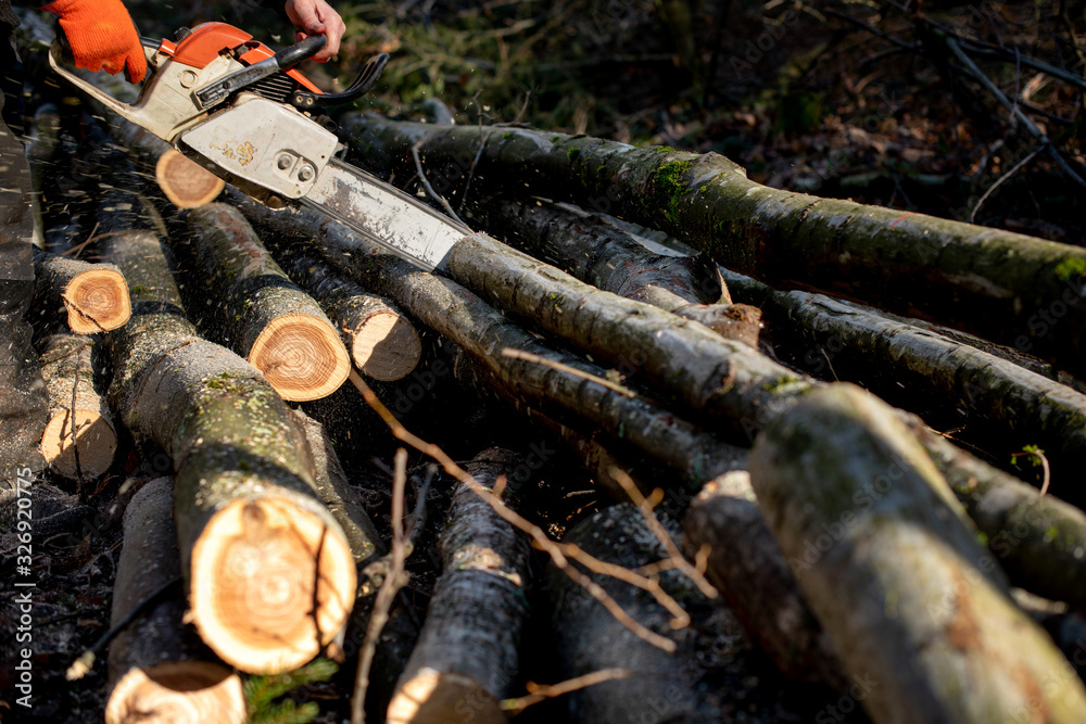 Fototapeta premium Brennholz wird mit Motorsäge im Wald auf richtige Länge gesägt