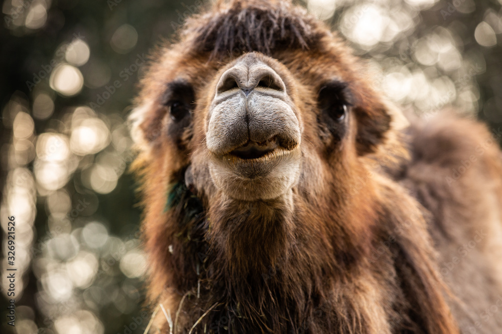 Close up shot of camel looking at camera