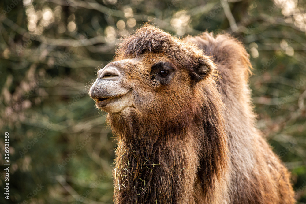 Close up of an adult camel at zoo