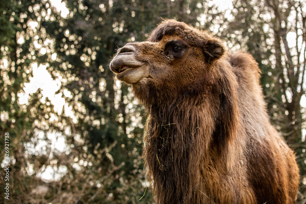 Obraz premium Beautiful shot of calm camel at zoo