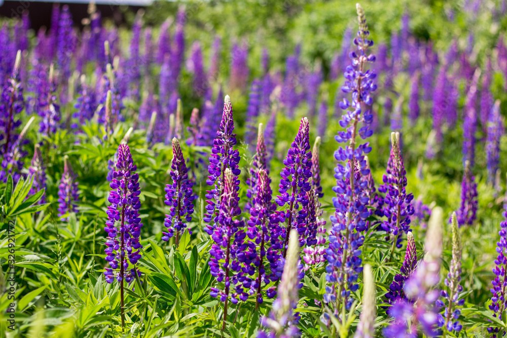 Fototapeta premium Wild blue flowers in the field