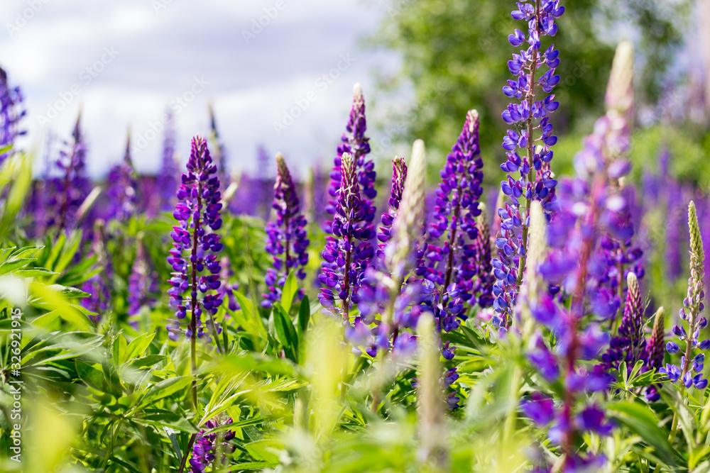 Obraz premium Wild blue flowers in the field
