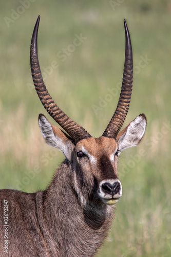 Waterbuck