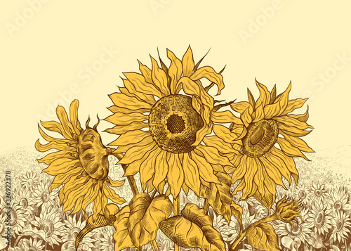 .Field of sunflowers with large flowers in the foreground.Hand-drawn vector .illustration in vintage style. Floral template.