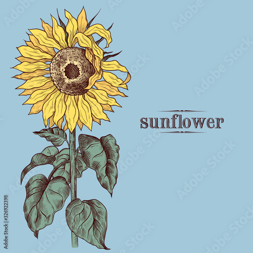 Sunflower. Hand-drawn Vector Vintage Illustration. Floral template..