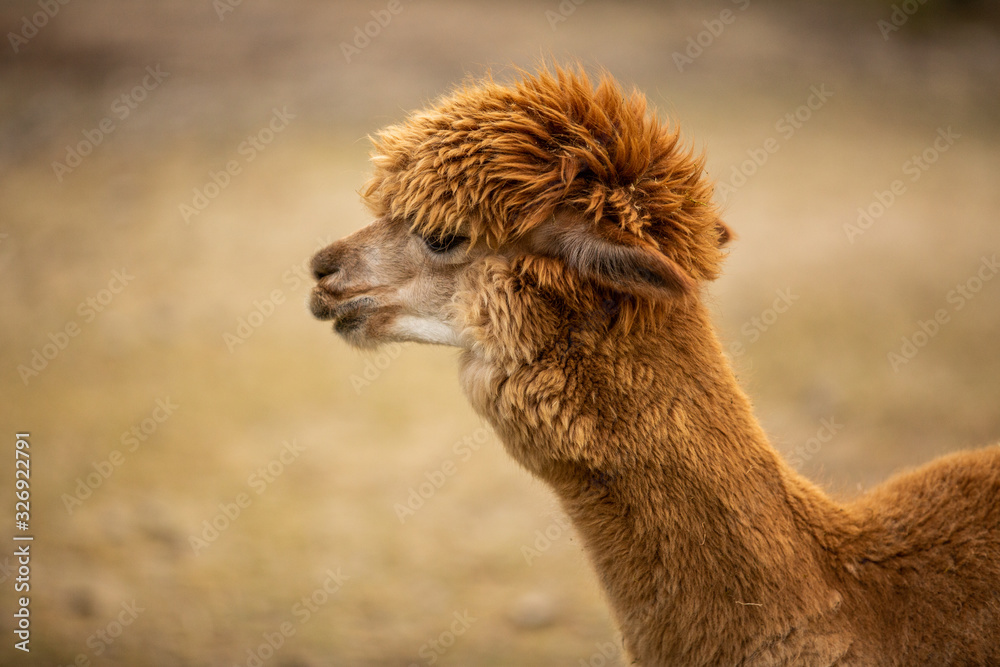 Fototapeta premium Profile shot of Llama with funny haircut