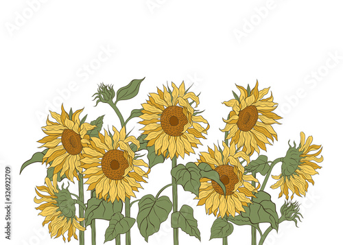Composition with sunflowers on a white background. Hand drawn vector illustration. Floral template.