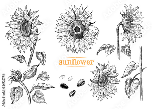 .A collection of sunflowers sketches .Variety of vector .sunflowers, leaves, stem and sunflower seeds in vintage .style.Hand-drawn vector illustration.