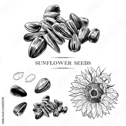 .A set of sunflower seeds sketches .Hand-drawn vector .illustration in vintage style.Isolated design elements.. photo