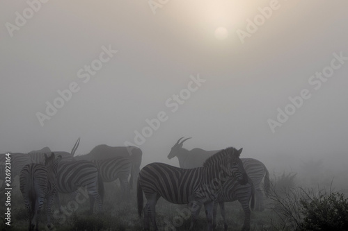 Zebra in Africa