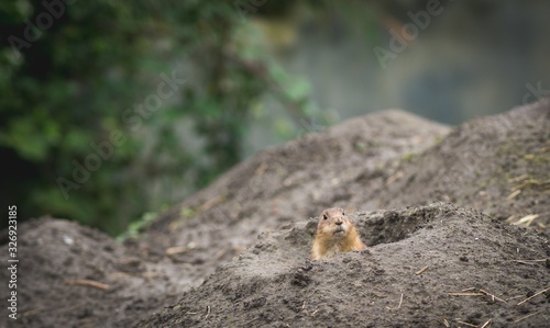 close up of desert rat eating looking surprised in the camera