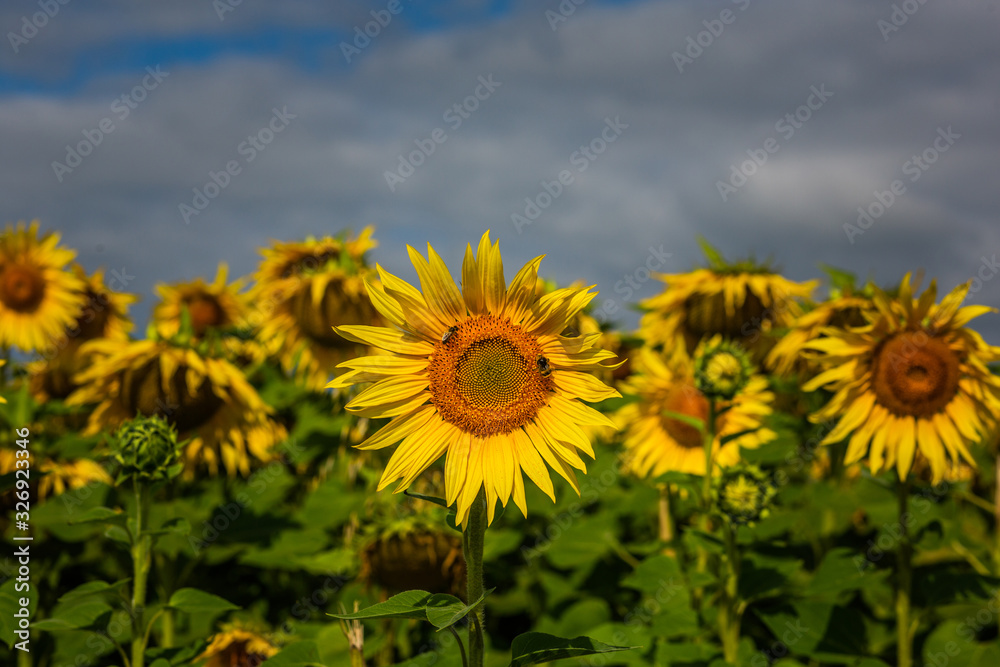 Obraz premium Sunflower field blue sky