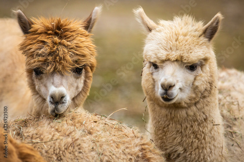 Close up of funny looking llamas at zoo