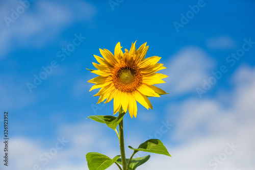 Sunflower field blue sky