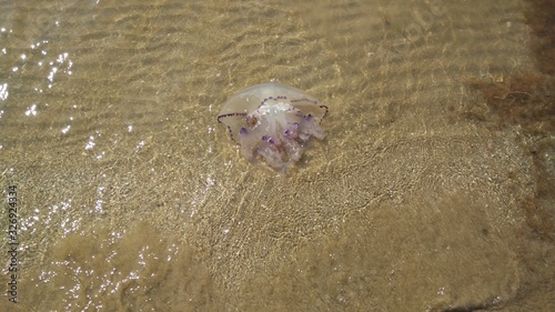 una medusa morta spiaggiata sul bagnasciuga della città di caorle venezia italia