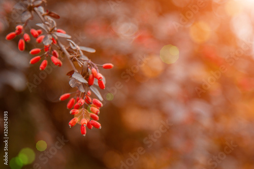 Ripe barberry fruits grow in the garden. Fresh red berries hanging on a branch. Organic vegetable growing.