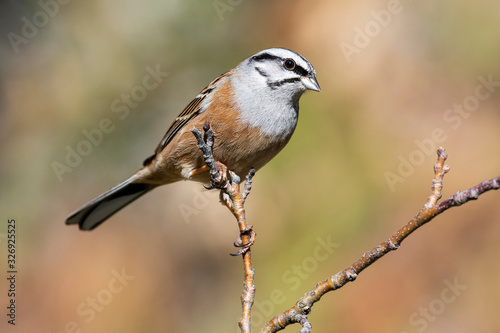Male Rock bunting, Emberiza cia, perched on a tree branch on a uniform green background.