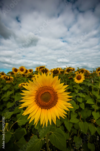 Sunflower field blue sky