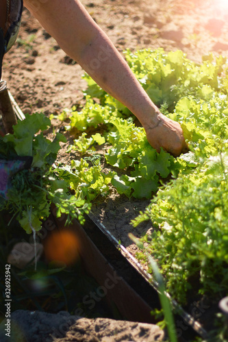 Female gardener picking green lettuce and parsley in a garden in sunset sunlight