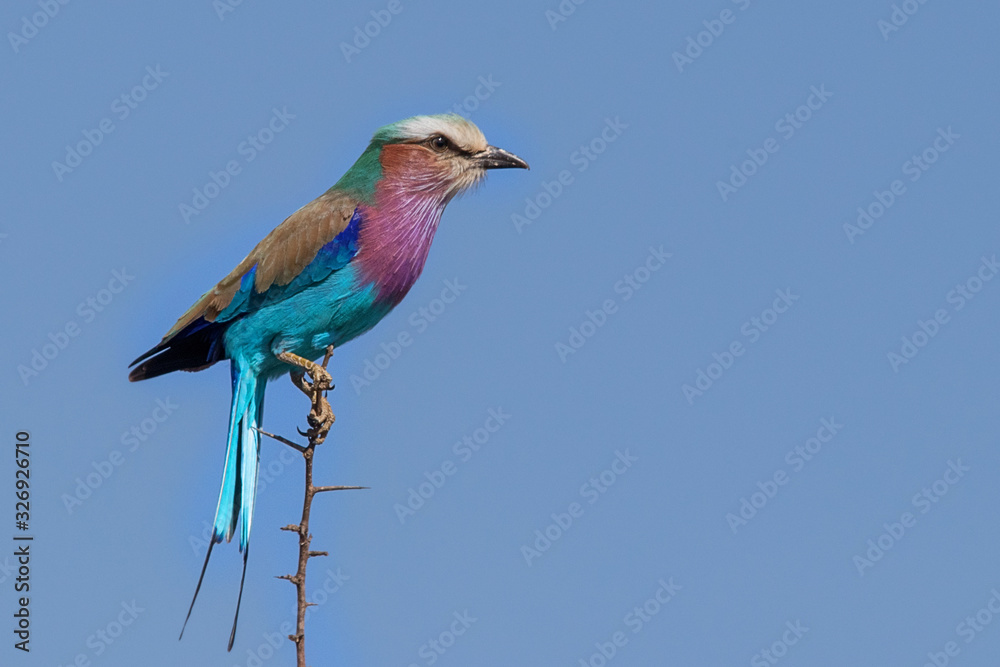 Lilac Breasted Roller