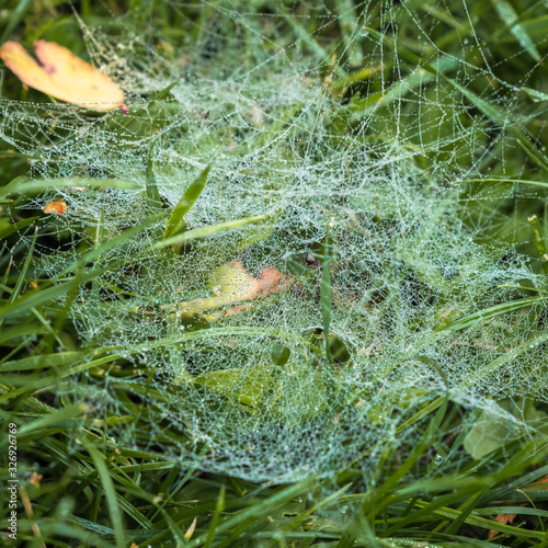 spider web full of dew drops, close-up in the lawn, focus and sharpness in some areas